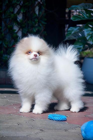 Продажа собак: Шпиц, 5 месяцев, Самец — 8