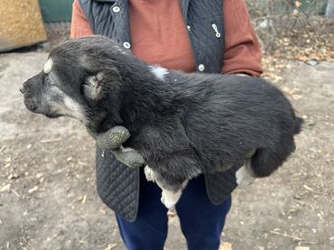 Продажа собак: Алабай, 2 месяца, Самка, С прививкой, С родословной — 9