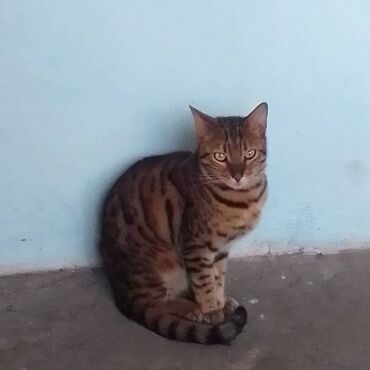 бенгальская кошка фото цена: Отдам бенгальского кота в добрые руки стерелезованный кушает все 2