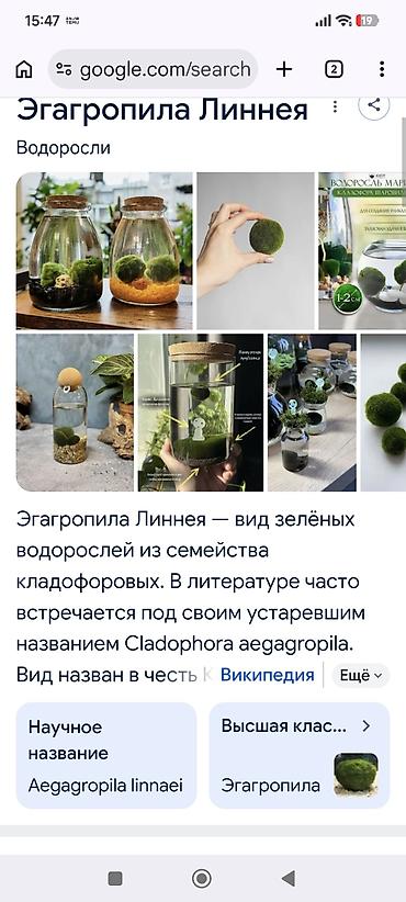 akva: Aegagropila linnaei (marimo yosunu) – akvarium və dekorativ şüşə — 1