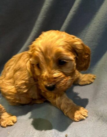 Cockapoo cockerpoo cockerspaniel 2 κουτάβια κόκερπου άφησαν 1 αγόρι
