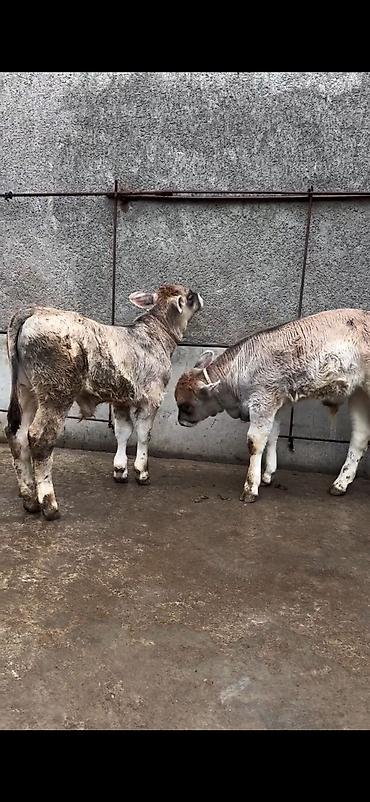 Dana, buzov: Məhsul: Dana balaları (2 baş) Xüsusiyyətlər: - Cins tipi: yerli -da lalafo.az — 5 Dana, buzov: Məhsul: Dana balaları (2 baş) Xüsusiyyətlər: - Cins tipi: yerli — 5