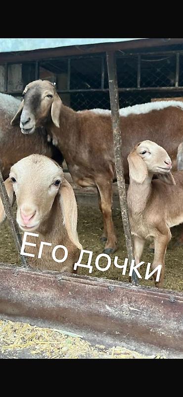 Баран, овца: Продаю | Баран (самец) | Арашан | Для разведения | Племенные, Осеменитель — 7