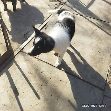 Отдам даром собаку: Щенок, черно-белый, среднего размера. Порода: дворняга . Возраст на — 9