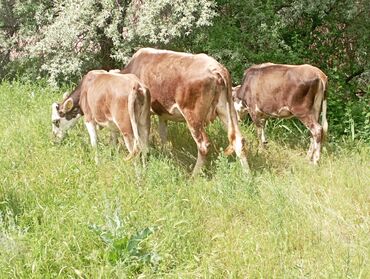 Коровы, быки: Продаю | Корова (самка), Тёлка | Алатауская | Для разведения