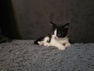 шотландская длинношерстная кошка: Кошка даром: Беспородная, 2 месяца, Мальчик, Приучена к лотку
