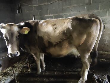 Коровы, быки: Карова 5 отел очень спакойная карова после отела больше 25 литров даёт