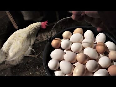 купить курицу живую: КУРЫ НЕСУШКИ ЖУМУРТАКАГА 250 сом тооктор сатылат жумуртка багытында