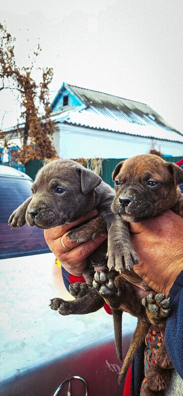 Продажа собак: Питбуль, 1 месяц, Самец — 6