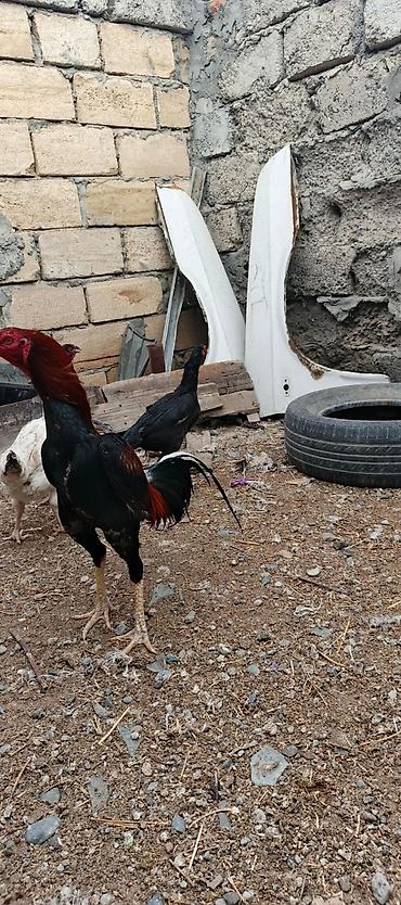 at satisi qiymetleri: Heyrati xoruz fereler satilir hamisi. satilir .fereler 35 manatda — 5