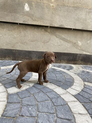 pitbul satışı: Pitbul, 1 ay, Erkek, Pulsuz çatdırılma, Rayonlara çatdırılma