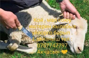 туры в ташкент на 3 дня из оша: Көчмө банкеттер