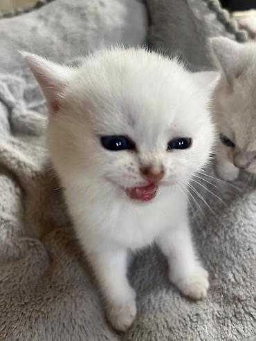 Pişiklər: Yaxşı əllərə — 1