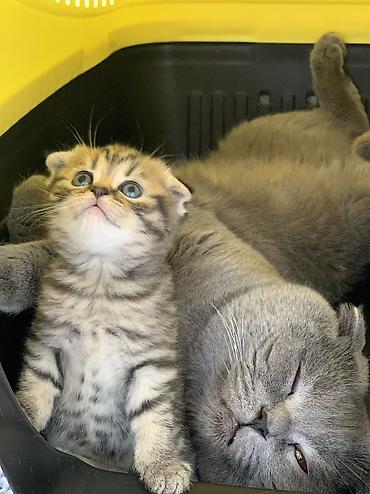 Кошки: Шотландская, Самка, Самец, Самовывоз — 10