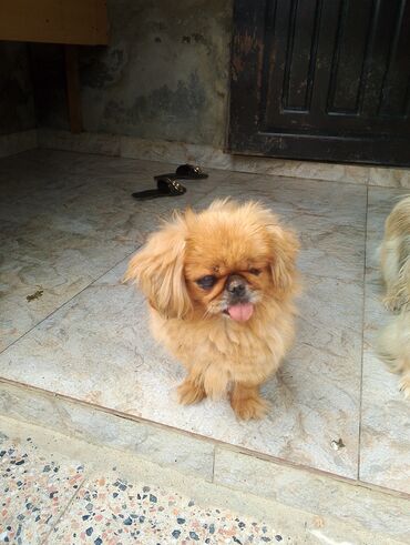 İtlər: Pekines, 3 il, Dişi