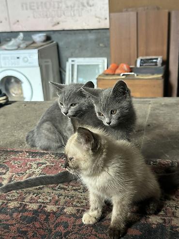 коты бишкек: Отдаю даром котят — 5