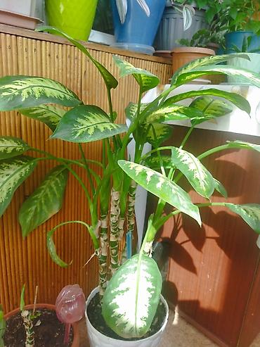диффенбахия растения: Дифенбахия (Dieffenbachia) с декоративной пестролистной листвой. - — 3