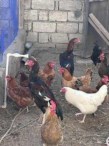 Xoruzlar: Xoruz, il: <1 — 13