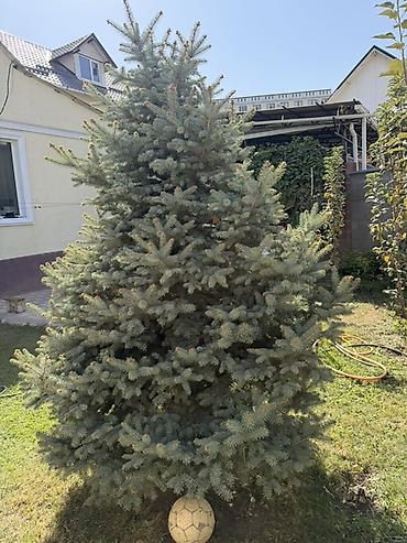 охрана на дачу: Продаётся голубая ель (ель колючая) 🌲 Красивое, взрослое дерево — 3