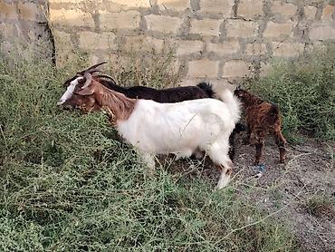 kənd təsərrufatı heyvanları: Sona can oxu reyal alıcı Satılır 7 heyvandı 4 ana 3 bala biri ekiz — 2
