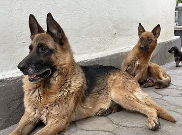 питомники собак бишкек: 🐾 Отдаём щенка в добрые руки! 🐾 Ищем любящих и ответственных хозяев — 2
