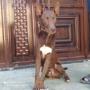 Heyvanlar: Doberman, 8 ay, Erkek, Peyvəndli, Ödənişli çatdırılma