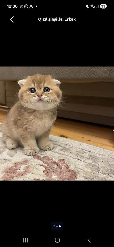 Pişiklər: Şotland, Erkək, Dişi — 27