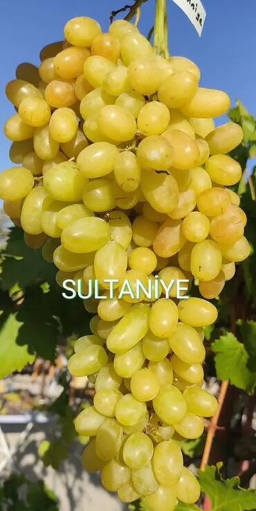 Meyvə və giləmeyvə: Üzüm tingləri və süfrə-sortları - Avatar (şirin barmaqvari qara — 10