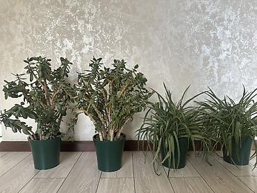 комнатный цвиты: Комнатные растения в горшках: 1) Денежное дерево (Crassula ovata) - — 5