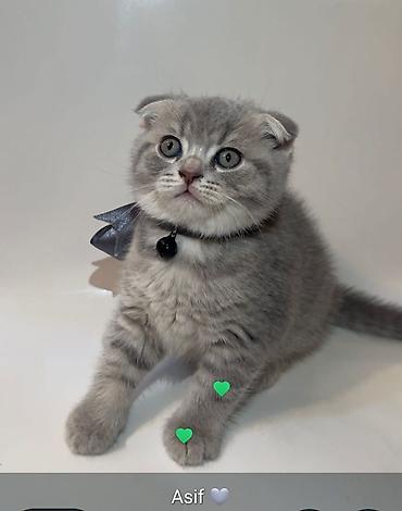 Pişiklər: Şotland yastı qulaq, Dişi, Erkək, Yaxşı əllərə, Ödənişli çatdırılma, Rayonlara çatdırılma, Pulsuz çatdırılma — 1