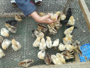 жаныбарлар: Продаю цыплята домашние суточный по 50 сом