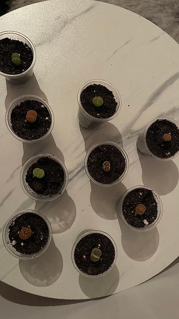 Кактусы: В наличии ❗️‼️ Самые необычные цветы😍как будто с другой планеты 🪐 — 23