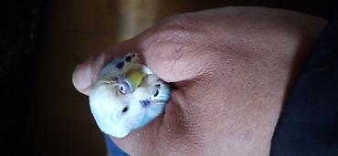 Tutuquşları: Məhsul: Dalmatin naxışlı dalğalı tutuquşu (budgerigar) - Rəng: açıq — 1