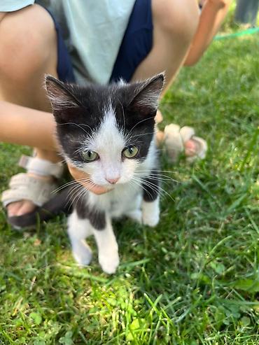 кошеи: Котята — домашние любимцы Описание: - Разные окрасы: белый с тёмным — 9