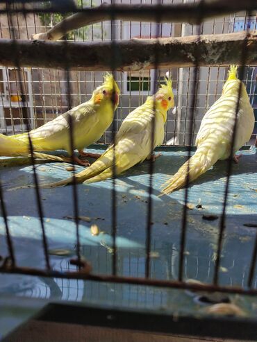 Tutuquşları: Korella 40-70 azn əl quslari bala hazir quslar tutuqusu quslar papuqay — 19