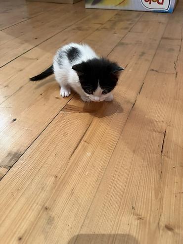 Pişiklər: Erkək, Dişi, Yaxşı əllərə — 7