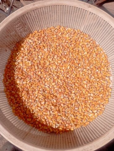 продаю тюки сено: Кукуруза 🌽 20тонна в центре Токмок Кубань сорт местная. Росыпь и в
