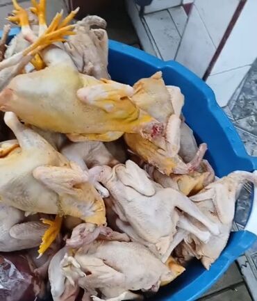 Quş: Məhsul: Təmizlənmiş kənd toyuqları (tam karkas) Təsvir: - Şəkillərdə — 12