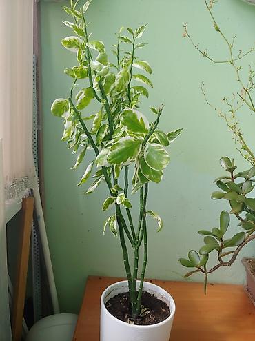 Другие комнатные растения: Продаются цветы от 200 до 500 сом — 7