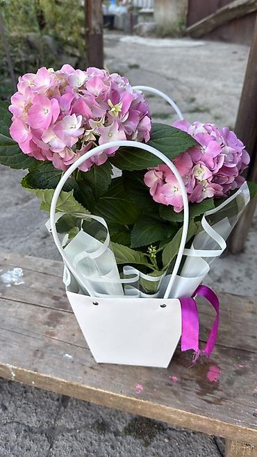 Комнатные и садовые растения в горшках - Антуриум (Anthurium) — 5