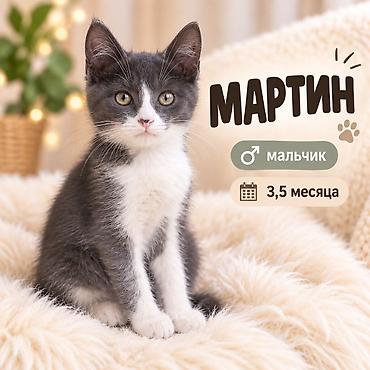 отдам даром кошка: 3 месяца, Мальчик, Приучена к лотку — 1