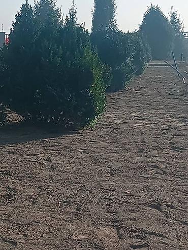 Ель: Ель голубая (Picea pungens ‘Glauca’) – крупномерные экземпляры для — 5