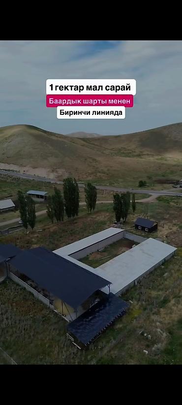Кыймылсыз мүлк: Мүйүздүү бодо мал фермасы, 1000 соток, Жылытуу — 7