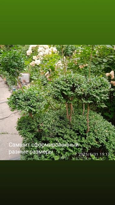 продажа рассады: Предлагается саженец кустарника с развитой корневой системой, готовый