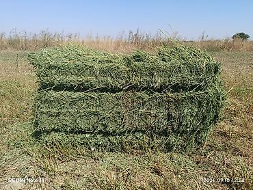 купить бенгальскую кошку: Продаю 700шт. беде түк тюки самовывоз с. Жайылма — 2