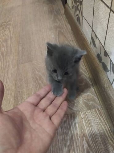 Пристраивается в добрые и заботливые руки котенок (мальчик) 1 месяц