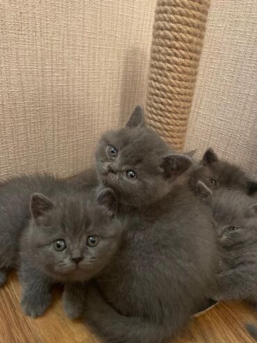 Pişiklər: Britan — 7