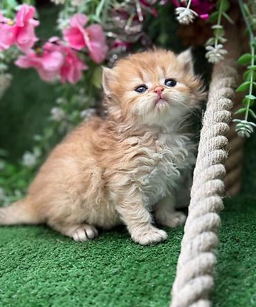 Pişiklər: Britan — 10