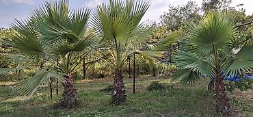 продать ковер бу: Washingtonia robusta (Meksika xurma palmisi) – açıq havada əkiləcək — 5