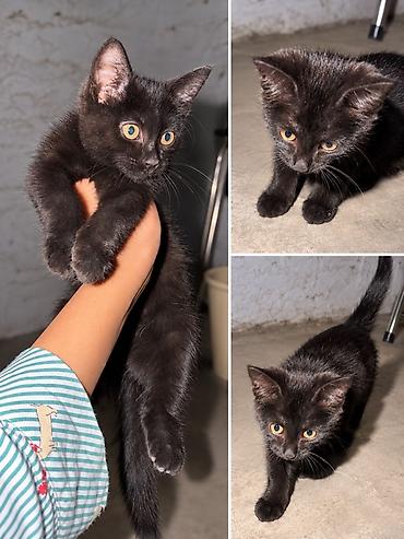 Черный котенок, короткошёрстный, с блестящей плотной шерстью и